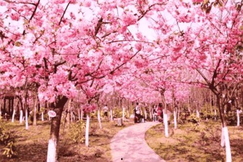 爆料樱花女生视频大全,青春风采绽放瞬间